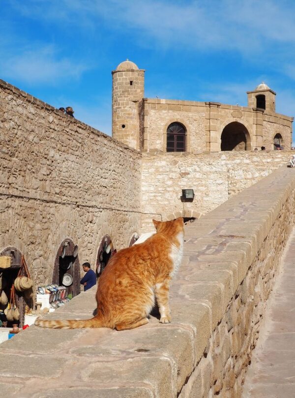 morocco honeymoon tours